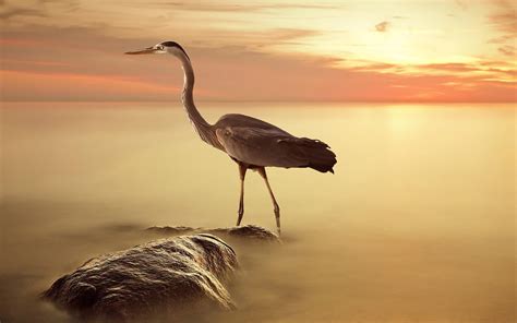 🔥 [50+] Blue Heron Wallpapers | WallpaperSafari