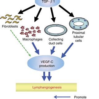 Possible Mechanisms Of Lymphangiogenesis Via The Transforming Growth