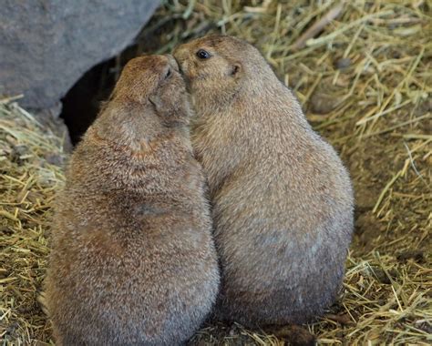 วอลเปเปอร์ สัตว์เลี้ยงลูกด้วยนม สัตว์ป่า บ่าง Terrestrial Animal