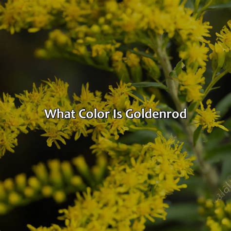 What Color Is Goldenrod