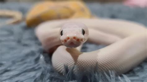 Blue Eye Leucistic Ball Python: Care, Lifespan, Size and More