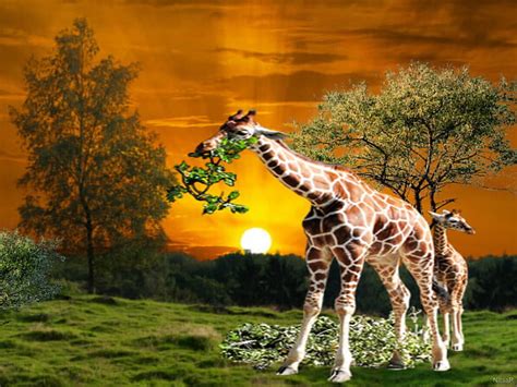 Giraffes In The Wild Sunset Nature Trees Giraffe Leaves HD