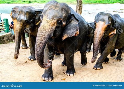 Elephants Return from Bathing in the Pinnawala Elephant Orphanage Stock ...