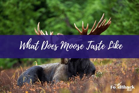 What does Moose Meat Taste Like?: Origin, Taste, and Cooking Process - Food Shark Marfa