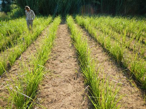 Vetiver Grass Plantation For Slope Protection Id 21403414662