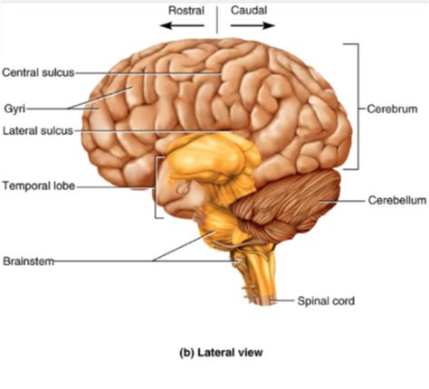 Central Nervous System Flashcards Quizlet