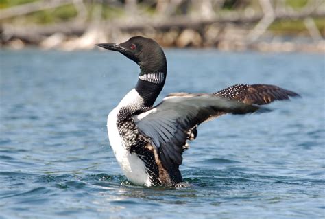 Adironack Wildlife: The Fall Loon Migration - - The Adirondack Almanack