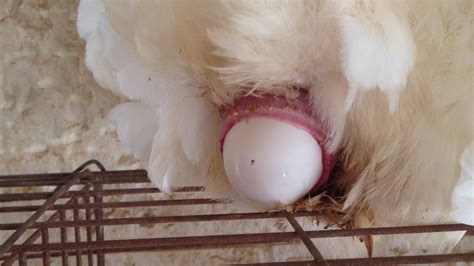 Chicken Laying An Egg Close Up Youtube