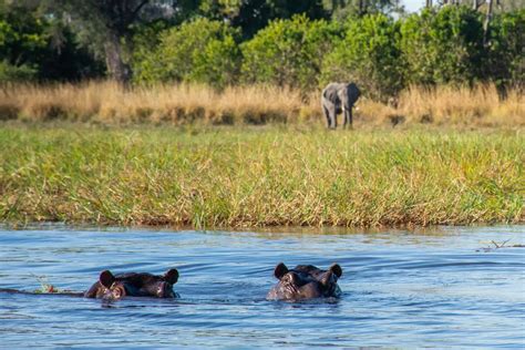 African Safari articles - Six of Our Best Botswana Safari Packages