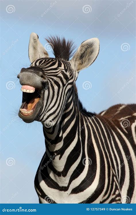 Laughing Zebra