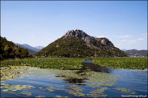 Czarnog Ra Jezioro Szkoderskie Skadarsko Jezero Naszafotografia