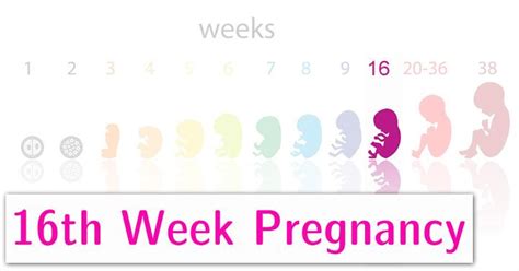 16th Week Pregnancy Symptoms Baby Development Tips And Body Changes