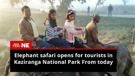 Elephant Safari Opens For Tourists In Kaziranga National Park From