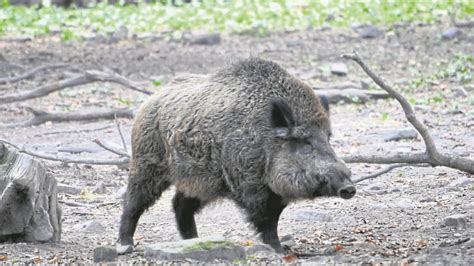 Jägerschaft Uslar verdoppelt Abschüsse beim Schwarzwild