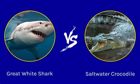 Great White Shark vs Saltwater Crocodile: Which Animal Is the Superior ...