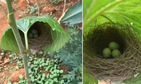 Watch The Trending Video Of The Beautiful Bird S Nest Inside A Tree Leaf