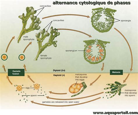 Phase S définition et explications