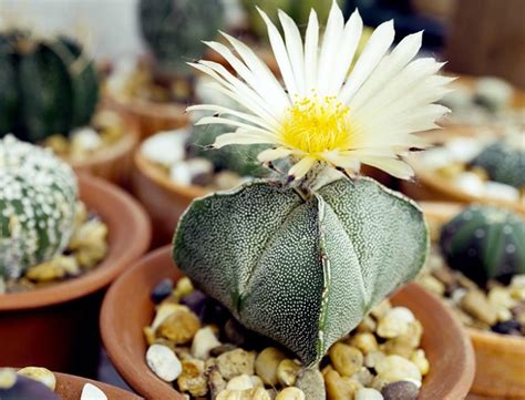 Astrophytum Myriostigma Guide How To Care For Bishops Cap Cactus