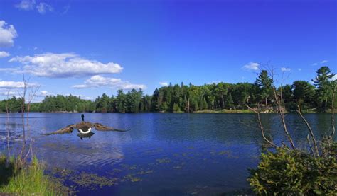 Parc Omega Un Endroit Parfait Pour D Couvrir Les Animaux Du Qu Bec