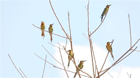 Nearly 1 000 Blue Tailed Bee Eaters Nest In W Yunnan CGTN