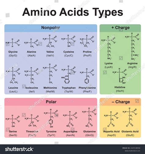 Amino Acid Categories