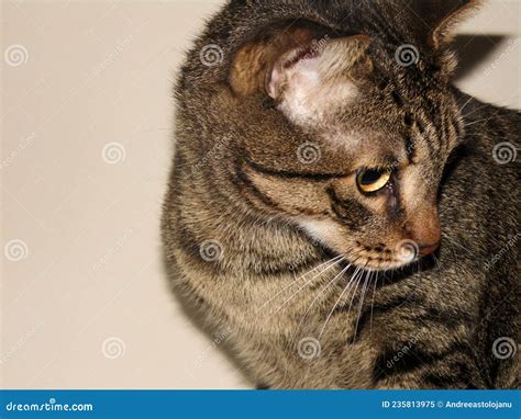 Closeup Of Gray Brindle Cat Isolated On White Background Feline Pet