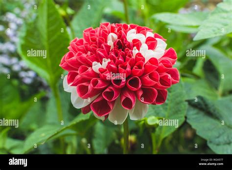 Mexican National Flower