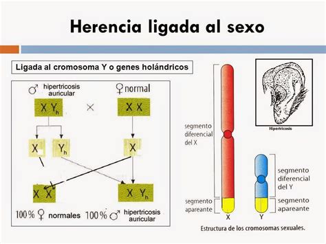 Pin En Genetica