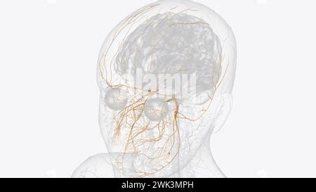 The Trigeminal Nerve Cn V Is The Fifth Paired Cranial Nerve D