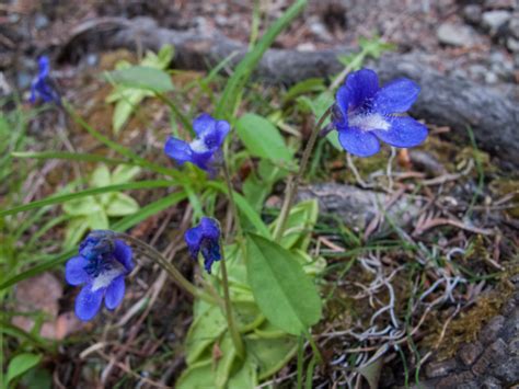 Rocky Mountain Flowers | Explore Jasper National Park Alberta Canada