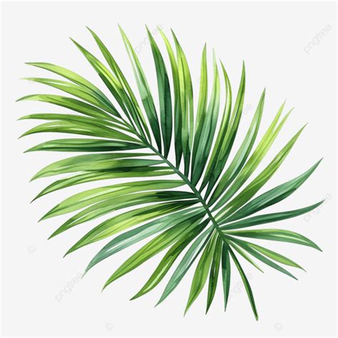 Tropical Palm Leaf Watercolor Style For Decorative Element Leaf