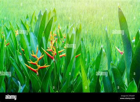 A Parrots Beak Heliconia Heliconia Psittacorum Heliconia Psittacorum