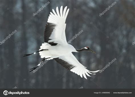 Red Crowned Crane Flying