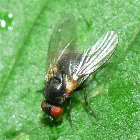 Diptera Info Discussion Forum Agromyza