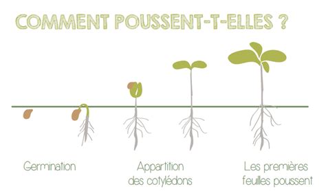 Comment Faire Des Micro Pousses Les Petits Radis