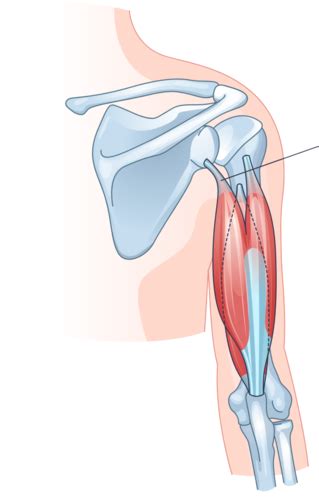 Muscles That Move The Elbow Forearm Flashcards Quizlet