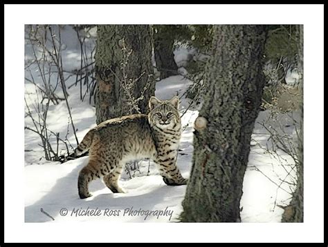 Backyard Bobcat This Was One Of Two Bobcats That Came Strolling Into