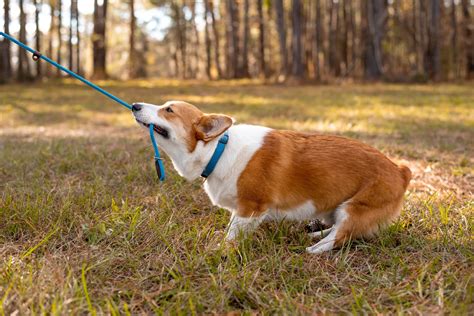 Why Your Dog Bites the Leash When Walking (And What to Do About It) - Peach on a Leash