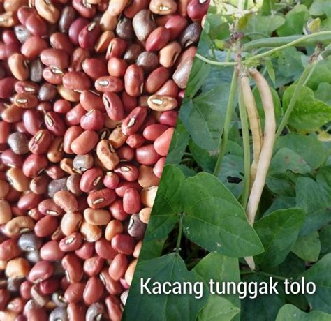 Butir Biji Benih Kacang Tunggak Tolo Lazada Indonesia