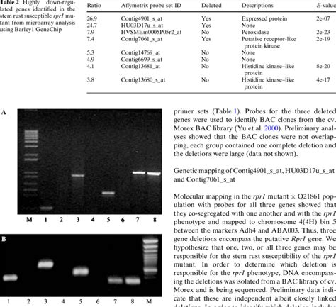 Genomic PCR And RT PCR Analysis Of Wild Type And Mutant Rpr1