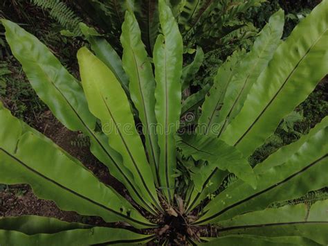 Bird S Nest Fern Asplenium Nidus Plant Close Up View Stock Image