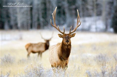 Alberta Wildlife Photography by Robert Berdan - The Canadian Nature ...