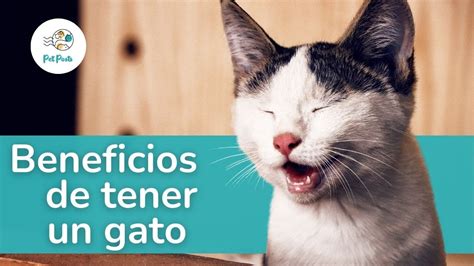 9 BENEFICIOS De Tener Un Gato Para La SALUD YouTube