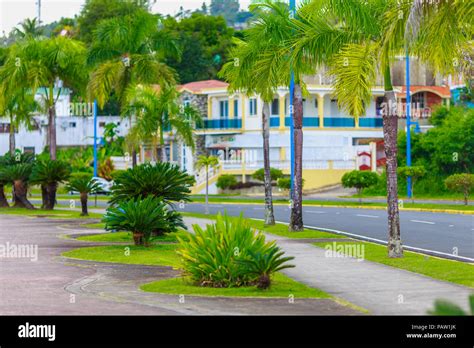 Green Plants On The Waterfront Of Samana Dominican Republic Stock