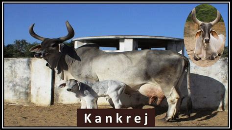 20 Indian Cattle Breeds: Types of Cows in India