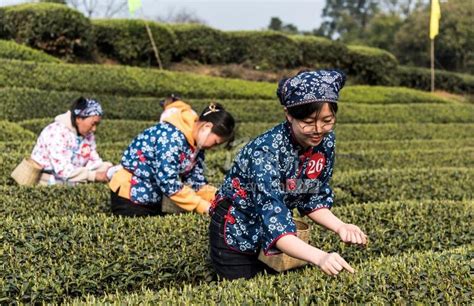 四川蒲江：茶姑赛技能促旅游 人民图片网