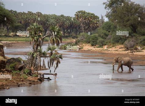 Bull Elephant Loxodonta Africana Crossing The Ewaso Ngiro River Samburu National Reserve