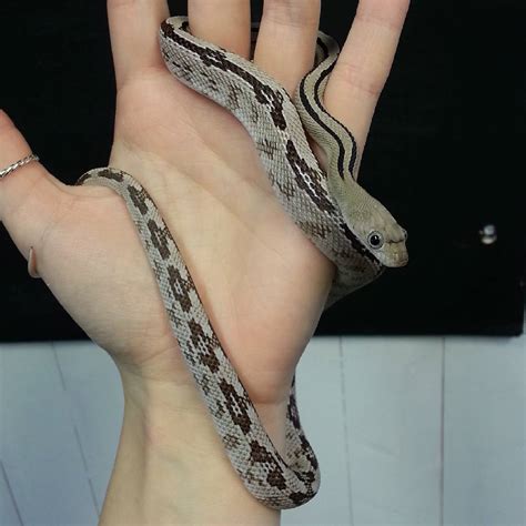 Rat Snakes | Evolution Reptiles