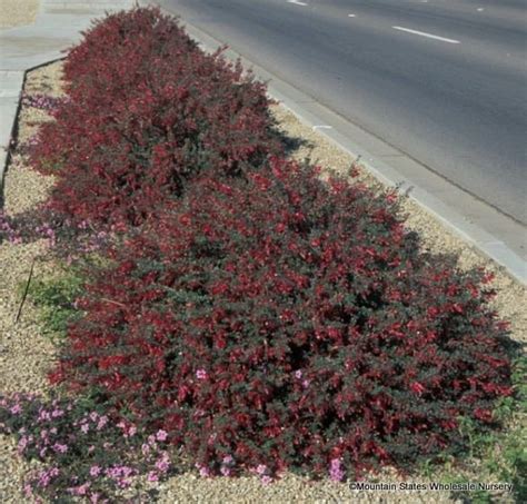 Eremophila maculata - Alchetron, The Free Social Encyclopedia