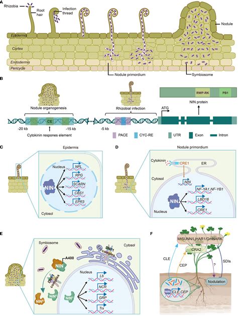 Frontiers Ninat The Heart Of Nitrogen Fixing Nodule Symbiosis